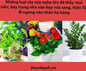 Những loại cây vừa nghe tên đã thấy 'mùi tiền', bày trong nhà vừa đẹp vừa sang, thần Tài đi ngang vào nhận họ hàng