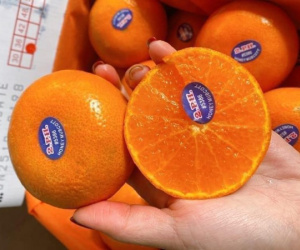 Quýt Úc đổ về chợ Việt giá rẻ khó tin, chỉ 20.000 đồng/kg