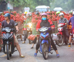 Hàng trăm xe nối đuôi chờ 'ngã giá' thu mua ở thủ phủ vải thiều