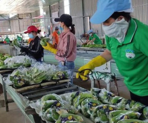 Bùng nổ đơn hàng từ Trung Quốc, xuất khẩu rau quả sẽ lập kỷ lục mới