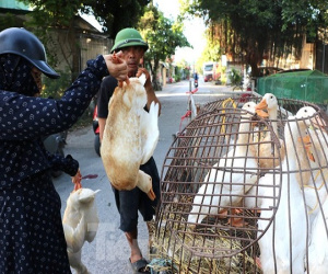Bán cả trăm con vịt ngày Tết Đoan Ngọ