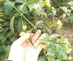 Bị bố mắng, chàng trai 19 tuổi ăn loại lá kịch độc