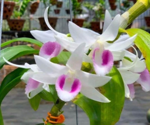Những loại hoa gây 'sốt' một thời giờ rớt giá thê thảm