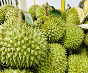 Sự thật sầu riêng giá chỉ 49.000 đồng/kg, bơ đặc sản rẻ hiếm thấy