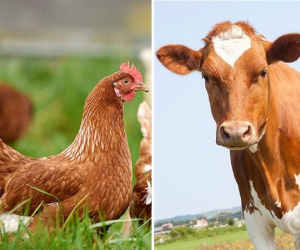 Cách ăn tốt cho sức khỏe: '4 chân không bằng 2 chân, 2 chân không bằng 1 chân'