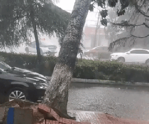 Clip: Cây xanh bất ngờ bật gốc, suýt đè trúng cô gái đi xe máy