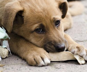 Bé trai 7 tuổi tử vong sau hơn 2 tháng bị chó nhà cắn