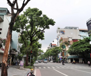 Cây xanh chết hàng loạt trên phố Hà Nội nguy cơ mất an toàn cho người dân