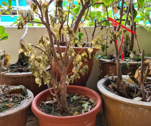 Thấy cây cảnh cứ chết dần chết mòn, người đàn ông sinh nghi đặt máy quay rồi sốc nặng trước kết quả