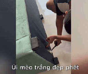 Mua ghế sofa đặt trong nhà thì nghe tiếng kêu lạ phát ra, gia chủ kiểm tra liền phát hiện điều bất ngờ