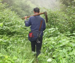 Lên núi hái thuốc, vô tình đụng trúng kho vàng khổng lồ thời nhà Minh