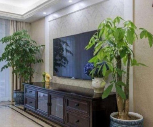 4 vị trí đặt cây cảnh tưởng là đẹp nhưng xấu cây hại người, hãy chuyển ra chỗ khác ngay trước khi quá muộn