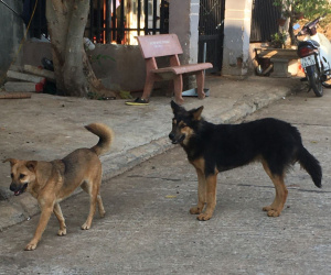 Tử vong sau 6 tháng bị chó nhà nuôi cào xước da tay