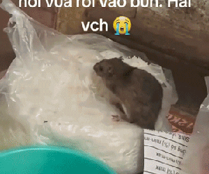 Người quay đoạn video 'chuột chễm chệ trên túi bún' ở Hà Nội lên tiếng: 'Tôi thấy khiếp sợ'