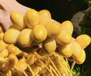 Giá rẻ nhất từ trước đến nay, loại trái cây vàng óng Thái Lan đổ bộ chợ Việt
