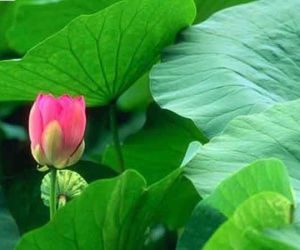 Loại lá quen thuộc bỏ đi bạn sẽ tiếc khi biết các công dụng