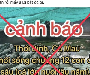 Thực hư thông tin '12 con cá sấu xổng chuồng' gây hoang mang dư luận