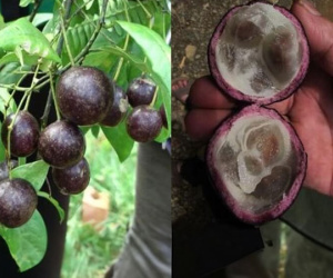 Quả hồng châu gây ngộ độc cho 11 trẻ ở Hà Giang chứa độc tố nguy hiểm thế nào?