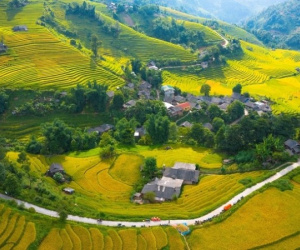 Ruộng bậc thang chín sớm làm say lòng lữ khách đến Sa Pa