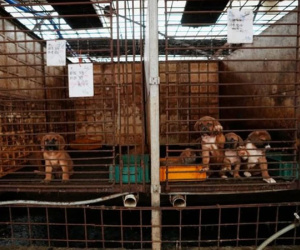 Quốc gia châu Á 'tranh cãi nảy lửa' vì chuyện ăn thịt chó: Các chủ trang trại chó thịt lên tiếng