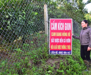 'Vấn nạn' kích điện giun đất bán cho Trung Quốc: Chủ vườn cầu cứu