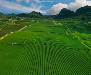 Rộn ràng mùa hái chè ở Mộc Châu, du khách tìm đến săn hoàng hôn đẹp 'tê lòng'