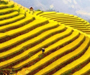 Phát hiện địa điểm ngắm mùa lúa chín đẹp ở Tây Bắc ít ai biết, du khách nhận xét không thua kém gì nước ngoài
