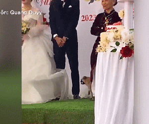 Đang làm lễ, cô dâu chú rể phải nhịn cười vì sự có mặt của chú chó cưng
