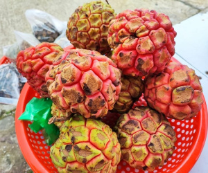 'Thần dược phòng the' 500.000 đồng/kg vẫn cháy hàng có gì đặc biệt?