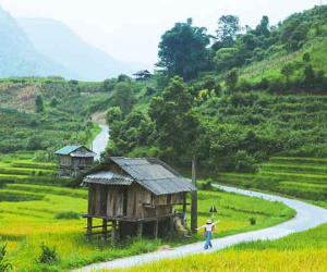 Ghé Sa Pa mùa lúa chín, khách mê mẩn cảnh ruộng bậc thang hoang sơ đẹp như tranh