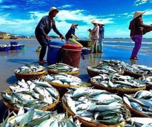 Nhật xả triệu tấn nước thải phóng xạ, cổ phiếu thủy sản Việt đồng loạt tăng mạnh