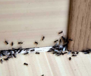 Không chỉ vụn thức ăn, 5 thứ sau cũng có thể thu hút đàn kiến đến quậy phá nhà bạn