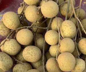 Hàng giá rẻ la liệt chợ, dân sành ăn lại về tận vườn tìm loại nhãn đắt đỏ
