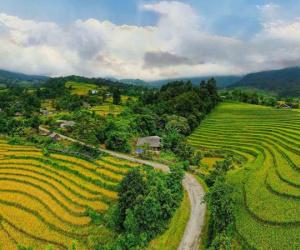 Đến Dền Sáng ngắm lúa vàng
