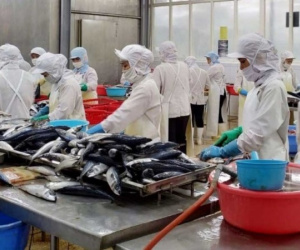 Qua 8 tháng, nông lâm, thủy sản xuất siêu 6,72 tỷ USD