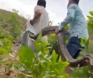 CLIP: Vây bắt trăn đất 'khủng' chuyên ăn dê của người dân