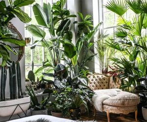Điểm danh 3 loại cây nhà giàu chẳng bao giờ động đến, cố chấp mang về chỉ hao tài tốn của rước vận xui