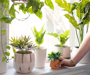 Đặt 4 thứ này ở trên cửa sổ nhà bạn - Vận hạn tự qua đi, phúc lộc tự nhiên đến!
