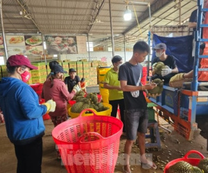 Cơn sốt sầu riêng: Nhiều người lỗ tiền tỷ, nhà cửa 'bay' trong nốt nhạc
