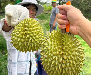 Sầu riêng thành trái cây tỷ USD và 'vị đắng' cho doanh nghiệp xuất khẩu