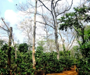 Bị truy tố vì cưa, mang khúc cây ra khỏi vườn nhận khoán