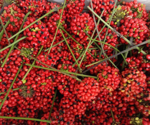 Hạt sâm Ngọc Linh hơn 240 triệu đồng/kg, hàng Trung Quốc đổ về chỉ 2,3 triệu