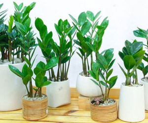 Cây kim tiền có độc không? Vì sao người thuộc 2 mệnh này tuyệt đối không trồng cây kim tiền?