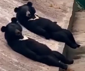 Video gấu nằm phơi nắng, vẫy tay chào khách tiếp tục rộ lên nghi vấn người đóng giả