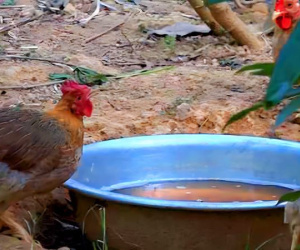 Cho gà uống trà hoa vàng, ăn dược liệu thu lãi cả trăm triệu