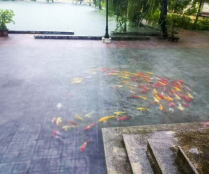 Mưa lớn ở Nam Định khiến trăm con cá Koi 'lạc trôi' vào sân ủy ban huyện