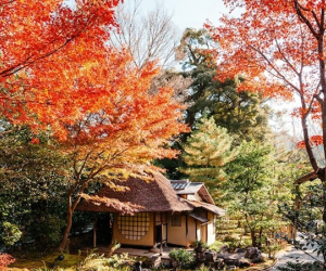 Mùa ngắm lá thu ở Kyoto