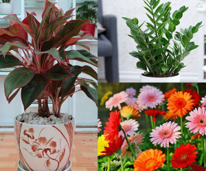 Những loại cây cảnh nghe tên đã thấy 'mùi tiền', đặt ở đâu hút lộc về ở đấy