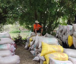 Một thị trường lớn của Việt Nam vừa chào mua thêm 500.000 tấn gạo