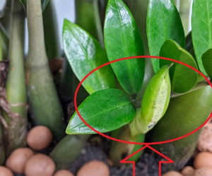 Cuối năm nhà xuất hiện 3 thứ là dấu hiệu phát tài, 2 sự lạ là điềm báo hung hạn